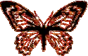 Beautiful Butterfly