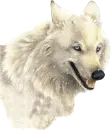white wolf