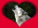 wolf in love
