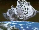 2 WHITE TIGERS