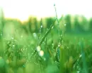 .grass photography.