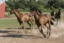 horses 