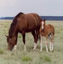 horses 