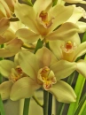 yellow orsid