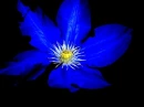 blue flower
