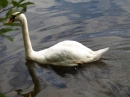 Swan