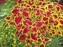 plants