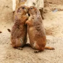 kissing