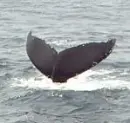 whale tale