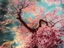 cherry bloosim tree