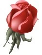 red rose bud