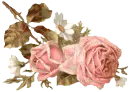 pink rose
