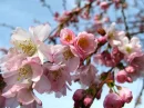 cherryblossom