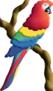 a macaw