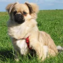 Tibet Spaniel