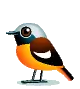 wonderful bird