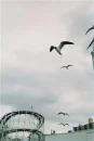 seagulls