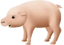 a pig