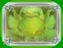 Green window