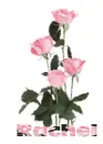 Rachael pink roses
