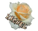 Rachael white rose