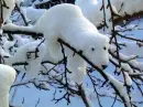 Bear in the Snow
