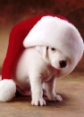 Santas helper Dog
