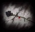 Abandoned rose