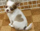 PUPPY LOVE