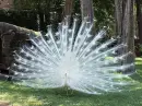 natures beauty-peafowl