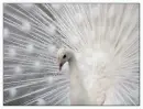 peafowl...close-up