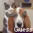 cat and dog