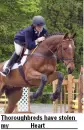 thoroughbred