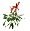 Mistletoe