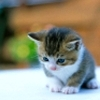 Kitty