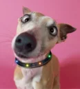 funny dog