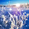 Winter Sky