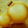 Christmas Decoration