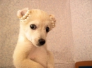 Puppy Princess