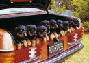 Puppy Truck