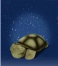 Plushie Turtle!