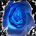 Blue Rose