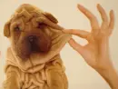 Dog cute