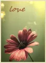 love with a flower