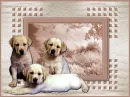 puppies