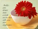 red daisy