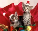 funny gift