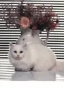 cute white cat