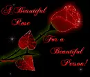 A beautiful rose for a beautiful person