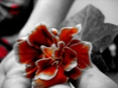 Orange Flower